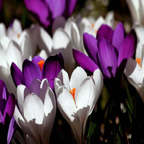 عکس گل های زیبای بهاری برای پروفایل