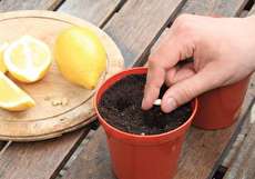 راهنمای کاشت هسته مرکبات در گلدان و باغچه