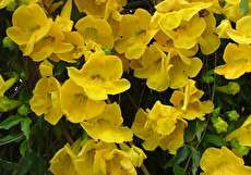 خواص گیاه پنجه گربه در درمان بیماریها + موارد احتیاطی و منع مصرف