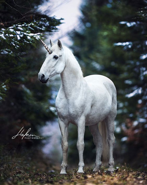 عکس اسب سفید تک شاخ