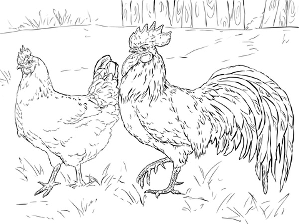  نقاشی مرغ و خروس برای کودکان برای رنگ‌آمیزی