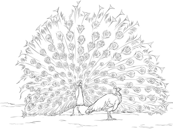 نقاشی طاووس پر جزئیات برای کودکان برای رنگ‌آمیزی