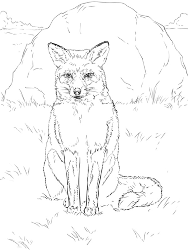 ایده‌های متنوع نقاشی روباه در طبیعت برای کودکان برای رنگ‌آمیزی
