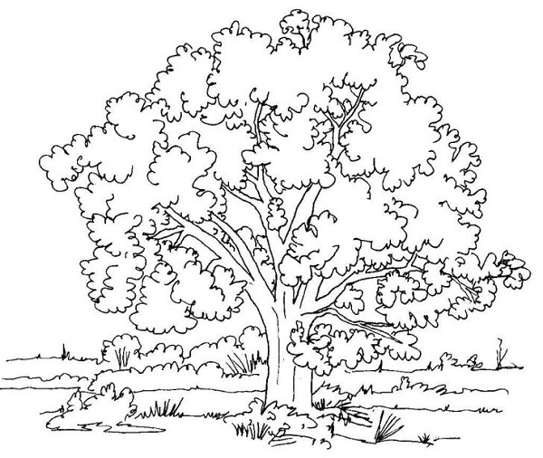نقاشی درخت در فصل تابستان 