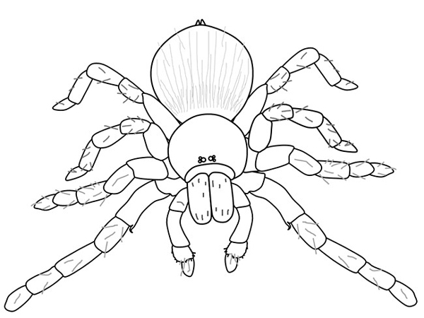 انواع نقاشی عنکبوت برای کودکان برای رنگ‌آمیزی
