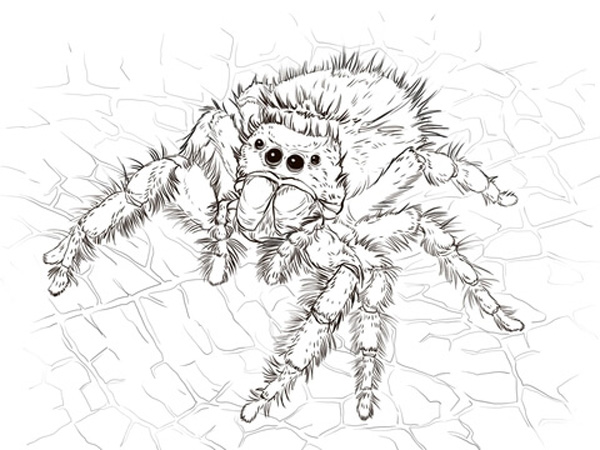 نقاشی عنکبوت برای کودکان 