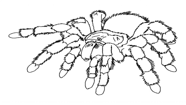 نقاشی زیبای عنکبوت برای کودکان برای رنگ‌آمیزی