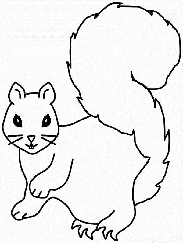 انواع متنوع نقاشی سنجاب برای کودکان