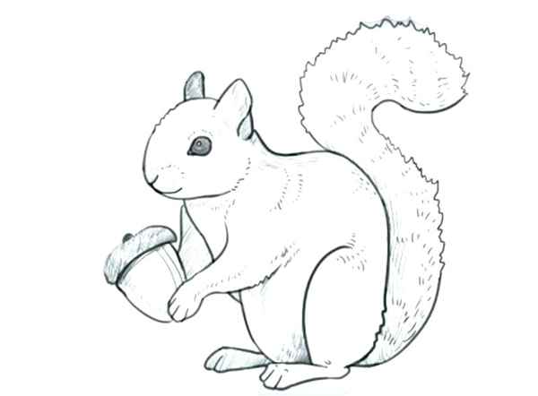 نقاشی سنجاب برای کودکان