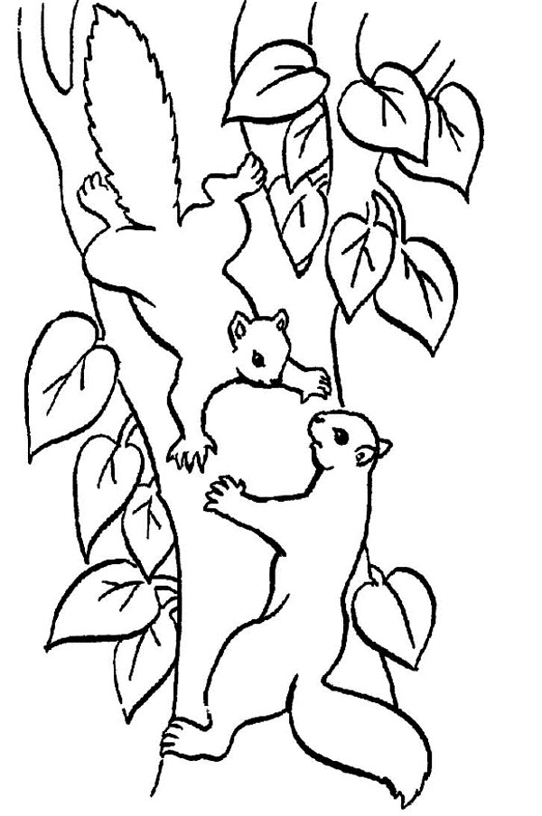 انواع نقاشی سنجاب در طبیعت برای کودکان