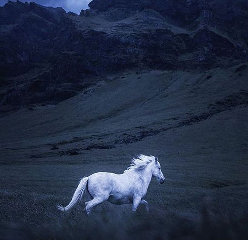 عکس اسب وحشی سفید