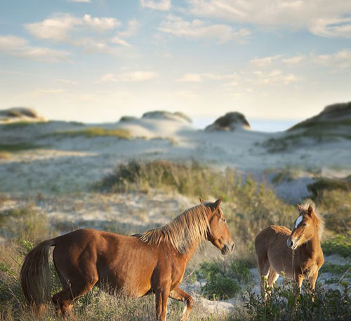عکس زیبایی از دو اسب وحشی