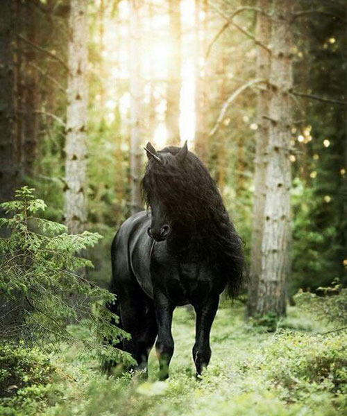 عکس جذاب از اسب وحشی