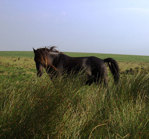 عکس اسب زیبای وحشی