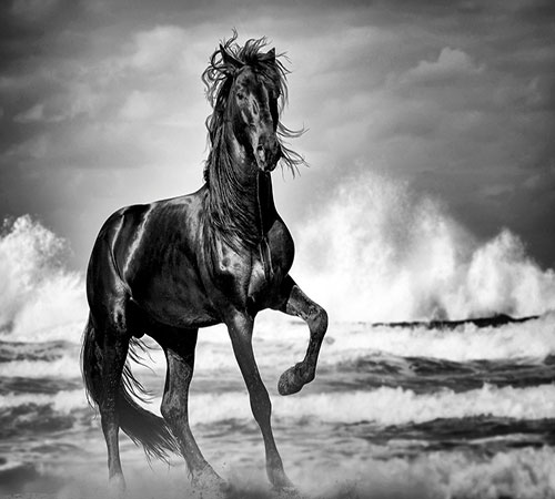 عکس زیبایی از اسب وحشی