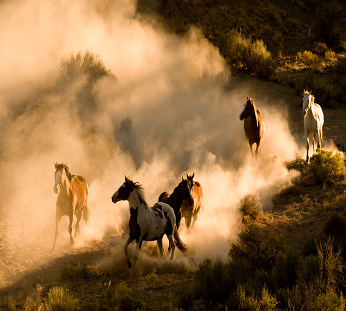 عکس از اسبهای وحشی در طبیعت