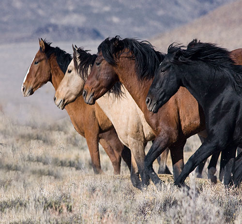 عکس زیبا از اسب های وحشی