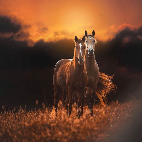 عکس اسب های وحشی زیبا