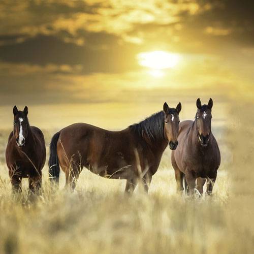 عکس اسب های وحشی زیبا