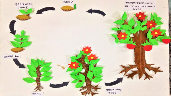 چرخه حیات گیاه برای ساخت کاردستی مدرسه