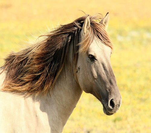 اسب سفید با موی قهوه ای
