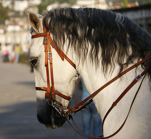 عکس زیباترین اسب سفید