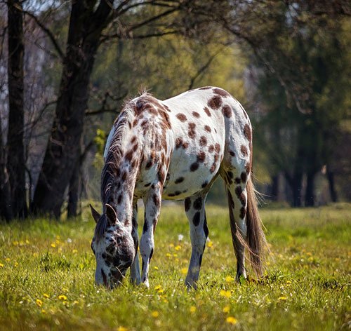 عکس زیبا از اسب خال خالی