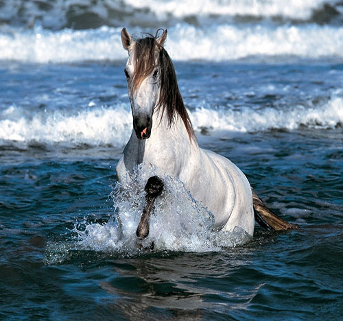عکس اسب سفید در آب
