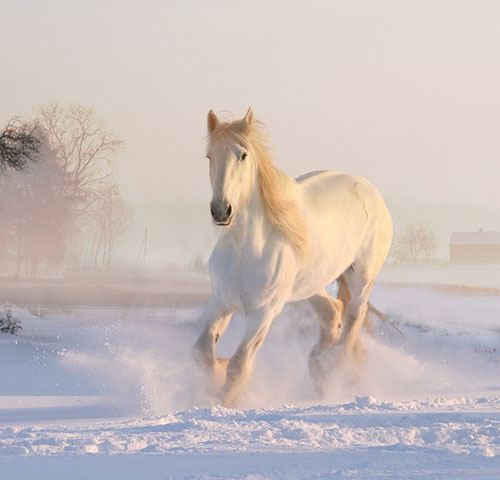 عکس اسب سفید در برف
