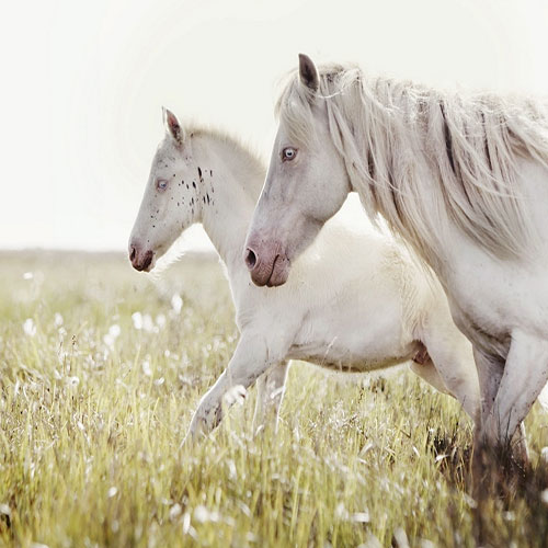 زیباترین اسب سفید