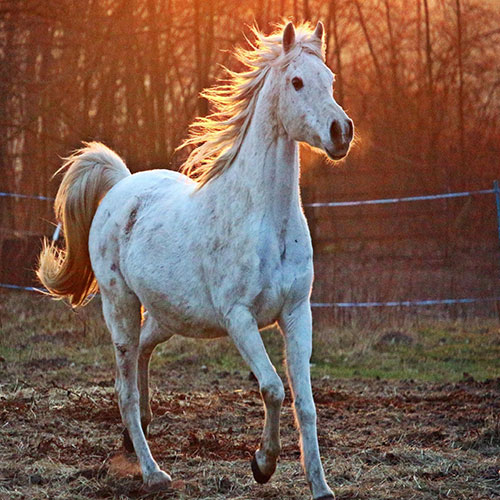 عکس اسب زیبای سفید