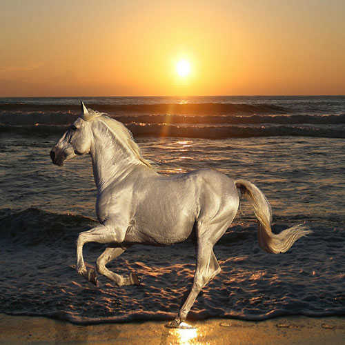عکس اسب کنار دریا