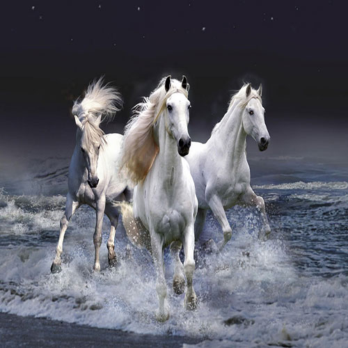 عکس از اسب های سفید زیبا