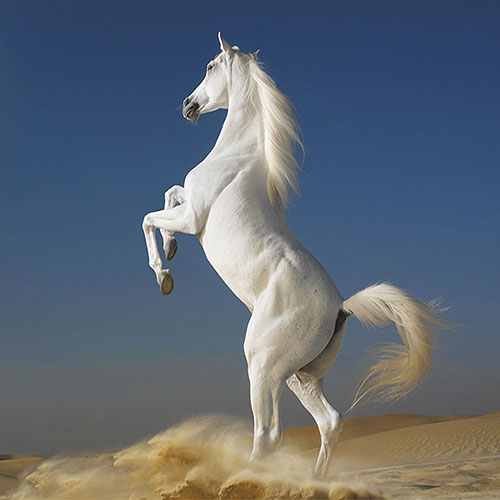 عکس زیبا از اسب سفید