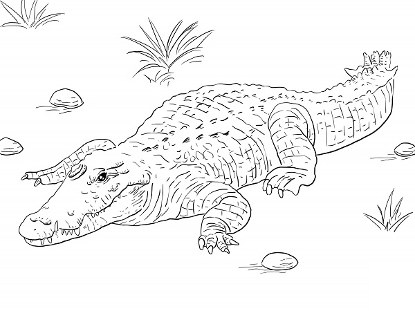 نقاشی تمساح خطرناک برای رنگ آمیزی