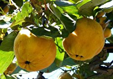 فواید خوردن به در بارداری و موارد احتیاط