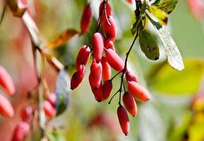 کالری زرشک؛ هر ۱۰۰ گرم زرشک چند کالری دارد؟