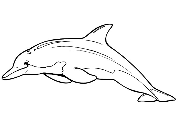 نقاشی کودکانه دلفین برای رنگ آمیزی