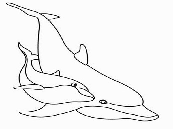 نقاشی دلفین برای رنگ آمیزی