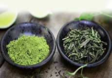 تفاوت چای سبز و چای ماچا، از نحوه رشد تا روش مصرف!