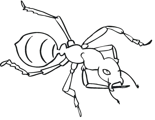 نقاشی مورچه برای کودکان
