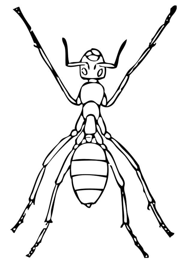 نقاشی کودکانه مورچه برای رنگ آمیزی