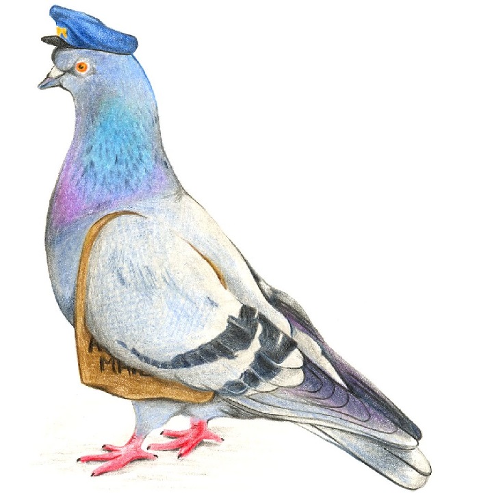 نقاشی کبوتر برای کودکان
