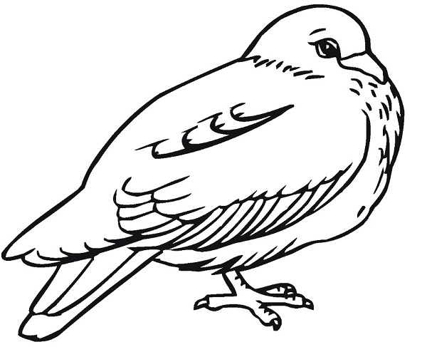 نقاشی کبوتر زیبا برای کودکان