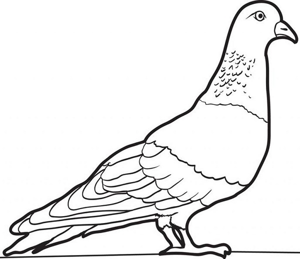 نقاشی کبوتر برای کودکان