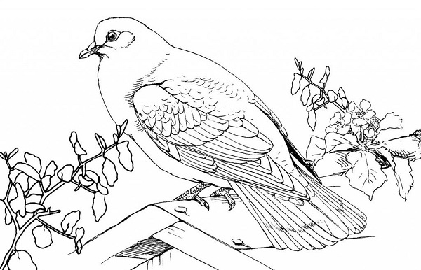 نقاشی کودکانه کبوتر برای رنگ آمیزی