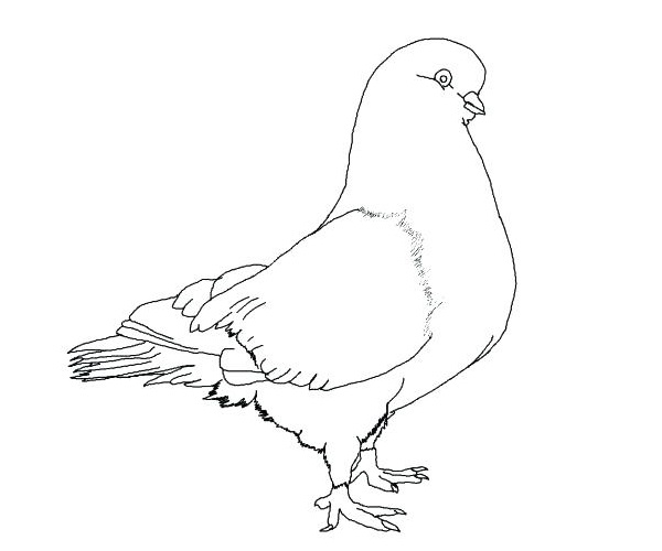 نقاشی کودکانه کبوتر برای رنگ آمیزی