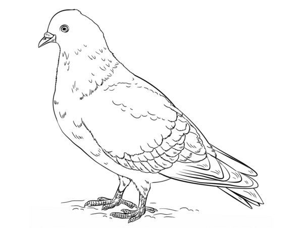 نقاشی ساده کبوتر