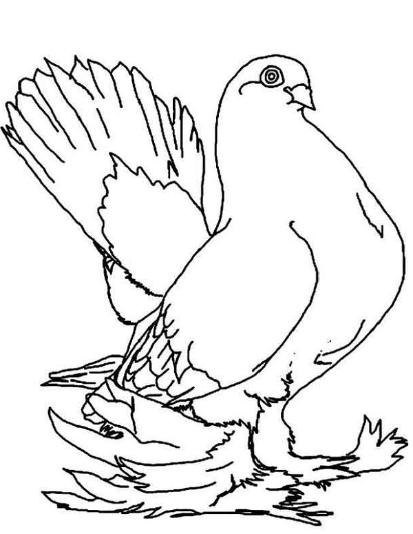 نقاشی کبوتر برای رنگ آمیزی