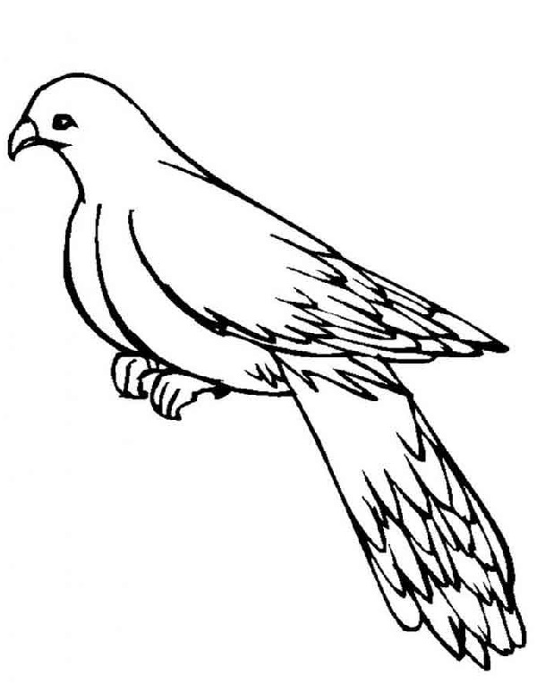 نقاشی کبوتر پاپر برای رنگ آمیزی